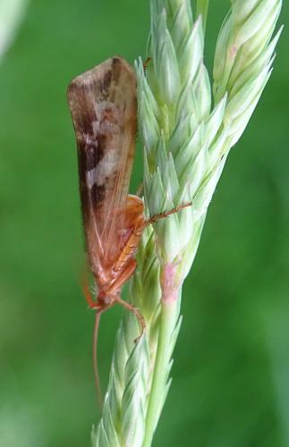 Limnephilus lunatus